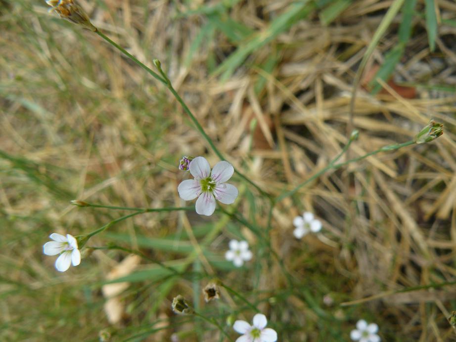 caryophyllaceae - Petrorhagia saxifraga